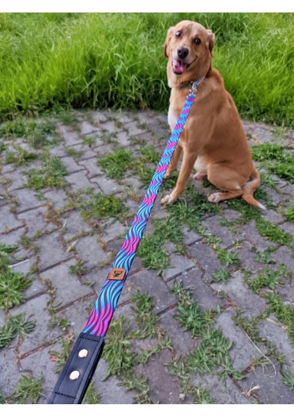 Turkuaz Köpek Tasma Seti fırsatları