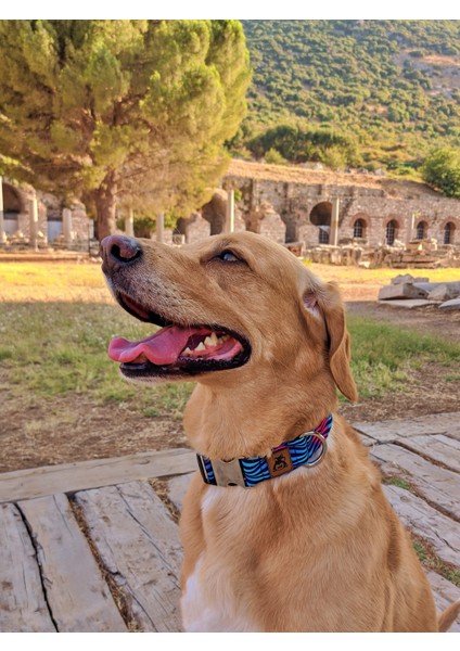 Turkuaz Köpek Tasma Seti indirimleri