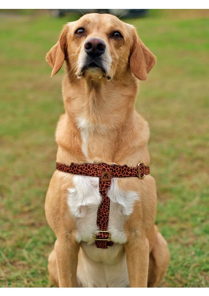 Leopard Köpek Tasma Seti fiyatları