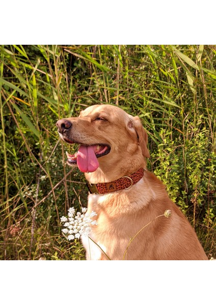 Leopard Köpek Tasma Seti modelleri