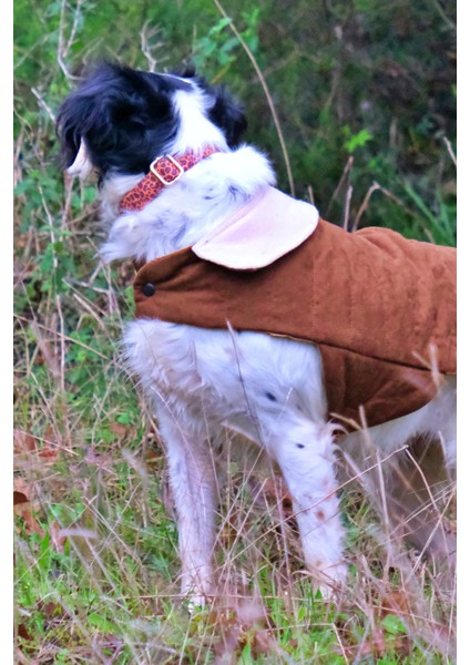 Leopard Köpek Tasma Seti indirimleri