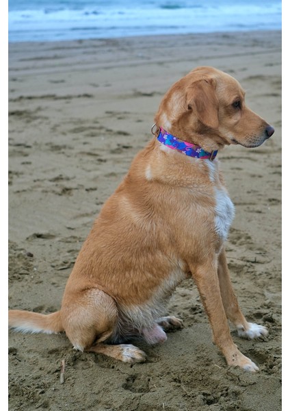 Flamingo Köpek Tasma Seti modelleri