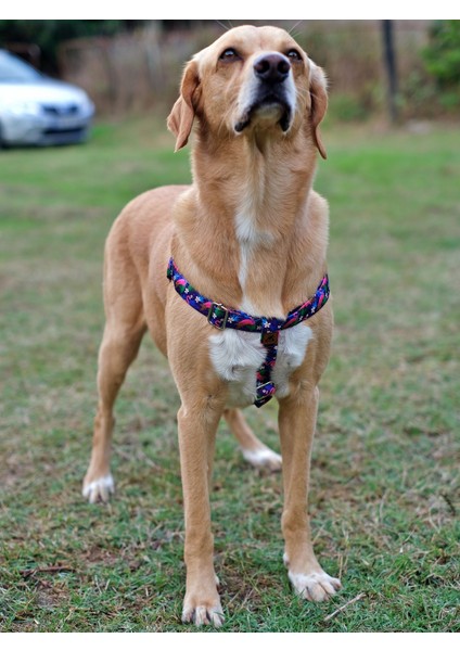 Flamingo Köpek Tasma Seti indirimleri