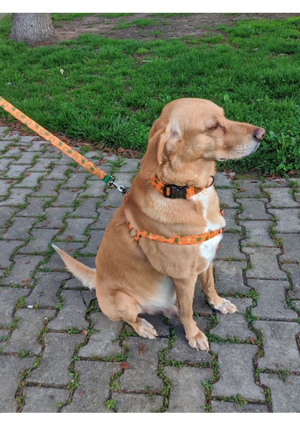 Pine Köpek Tasma Seti fiyatları