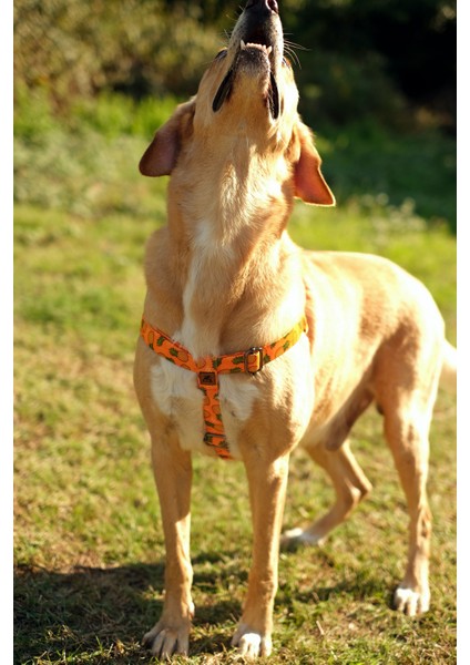 Pine Köpek Tasma Seti modelleri