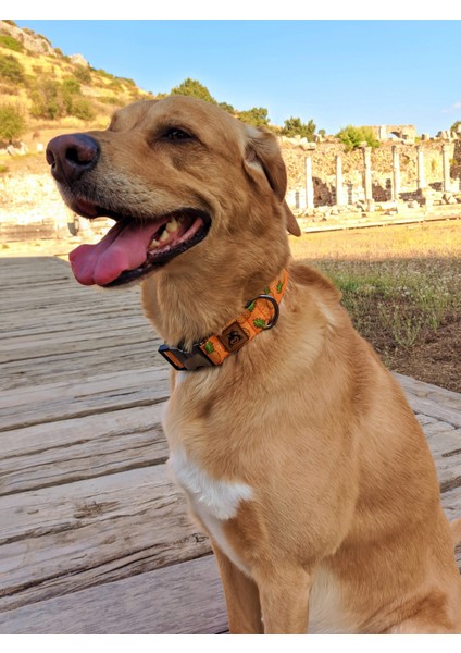 Pine Köpek Tasma Seti fırsatları