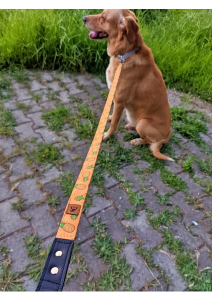 Pine Köpek Tasma Seti indirimleri