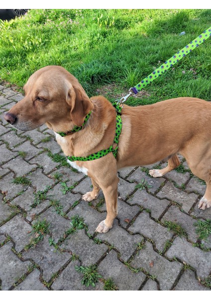 Leaves Köpek Tasma Seti fiyatları