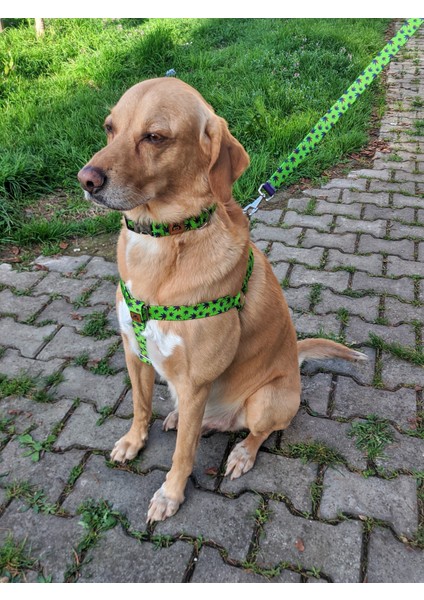 Leaves Köpek Tasma Seti modelleri