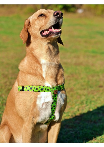 Leaves Köpek Tasma Seti fırsatları