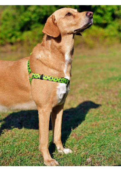 Leaves Köpek Tasma Seti indirimleri