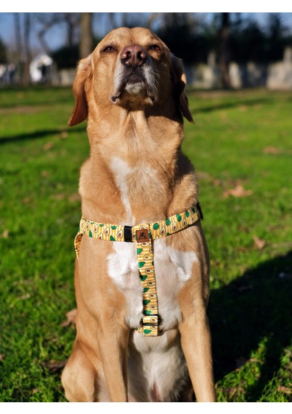 Avocado Köpek Tasma Seti fırsatları