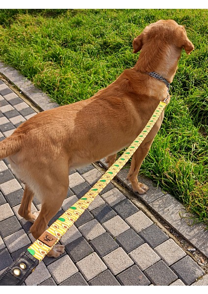 Avocado Köpek Tasma Seti indirimleri