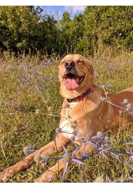 Lilac Köpek Tasma Seti modelleri