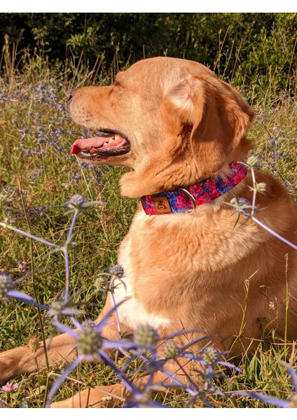 Lilac Köpek Tasma Seti indirimleri