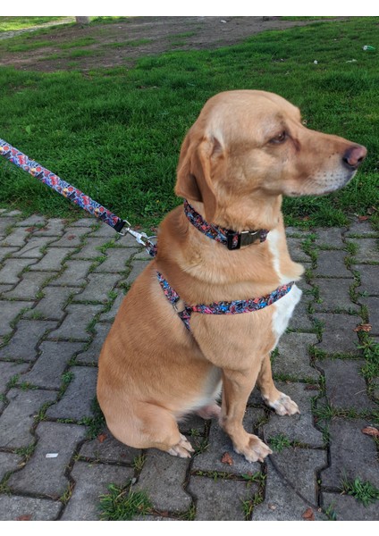 Street Köpek Tasma Seti fiyatları