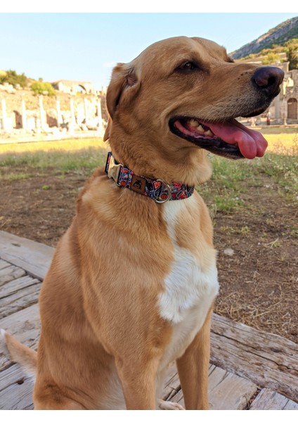 Street Köpek Tasma Seti modelleri