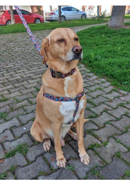 Street Köpek Tasma Seti indirimleri