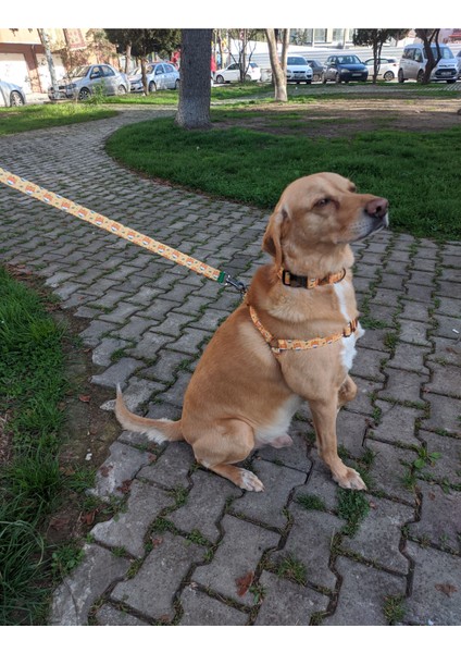 Shiba Köpek Tasma Seti fiyatları