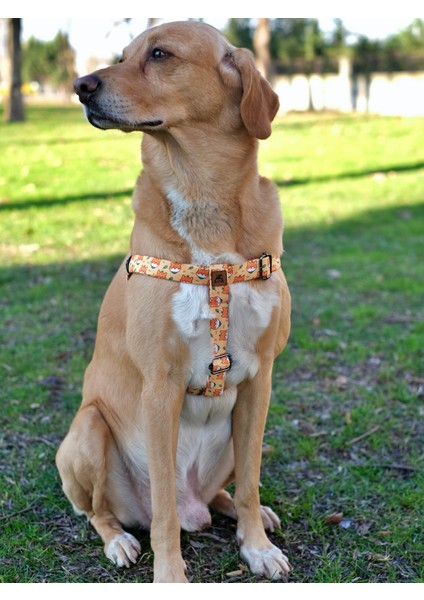 Shiba Köpek Tasma Seti modelleri