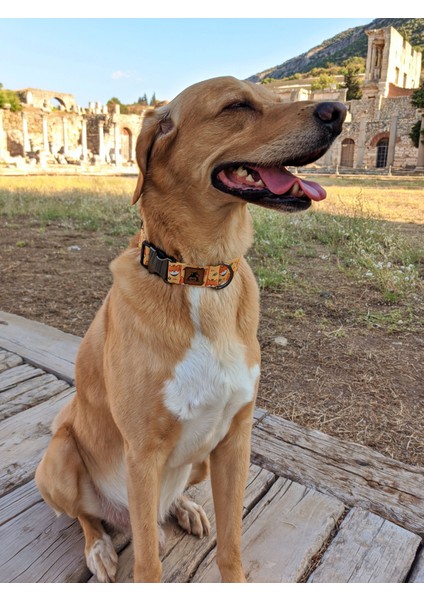 Shiba Köpek Tasma Seti fırsatları