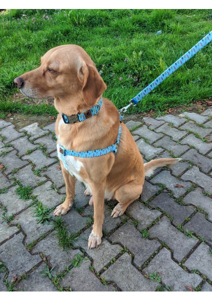 Lightning Köpek Tasma Seti fiyatları