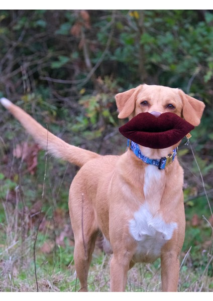 Lippy Sesli Dudak Köpek Oyuncağı + Bestie Çekiştirmeli Kemik Köpek Oyuncağı