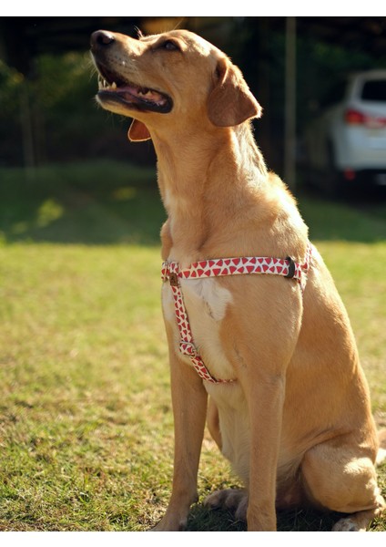 Watermelon Köpek Göğüs Tasması