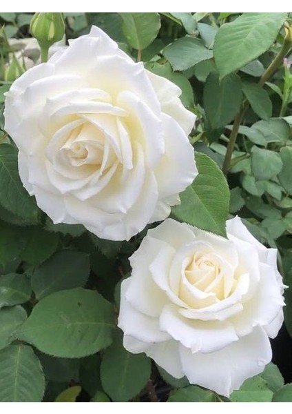 Gül Fidanı Rosa Laxa fiyatları