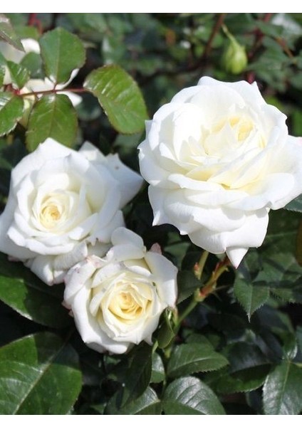 Gül Fidanı Rosa Laxa modelleri