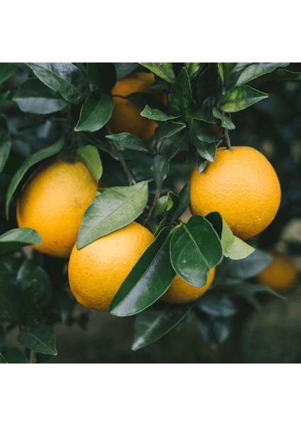 Power Navel Portakal Ağacı fiyatları