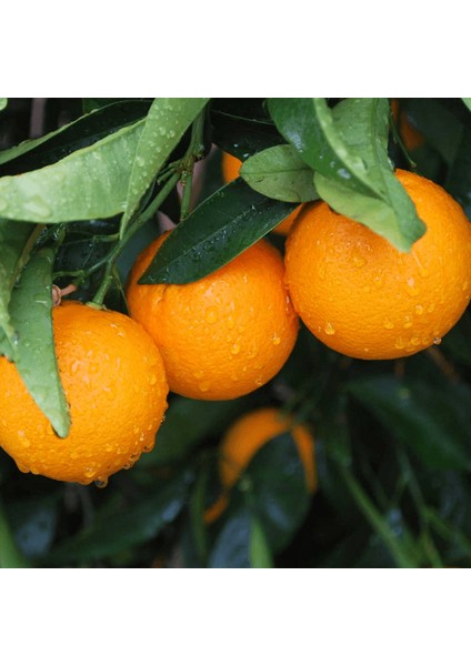 Spring Navel Portakal Ağacı fiyatları