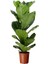 Saksıda Ficus Lyrata Keman Yapraklı Kauçuk 60-80 cm 1