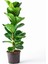 Saksıda Ficus Lyrata Keman Yapraklı Kauçuk 60-80 cm 2