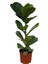 Saksıda Ficus Lyrata Keman Yapraklı Kauçuk 60-80 cm 3