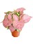 Fide İste Saksıda Syngonium Pink Pembe Ok Başı Bitkisi 3