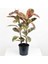 Saksıda 2 Gövdeli Alacalı Kauçuk Çiçeği 60-80 cm 1