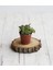 Fide İste Crassula Exilis, 5,5 cm Saksıda 1