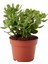 Fide İste Saksıda Para Çiçeği Crassula Ovata 1