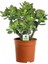 Fide İste Saksıda Para Çiçeği Crassula Ovata 3