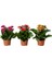 Saksıda Canlı Kalonşo Çiçeği Kalanchoe Blossfeldiana 1