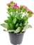 Saksıda Canlı Kalonşo Çiçeği Kalanchoe Blossfeldiana 2