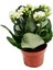 Saksıda Canlı Kalonşo Çiçeği Kalanchoe Blossfeldiana 3