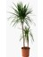 Saksıda Iki Gövdeli Dracaena Marginata 1