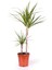 Saksıda Iki Gövdeli Dracaena Marginata 2