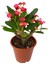 Fide İste Saksıda Euphorbia Milii Dikenler Tacı Çiçeği 10 - 15 cm 1 Adet 4