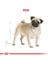 Pug Adult 1.5 Kg. 3