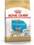 Chihuahua Junior 1.5 Kg. 1
