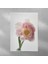 Pembe Lale Posteri 35X50 cm 1