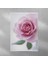 Pembe Gül Posteri 50X70 cm 1